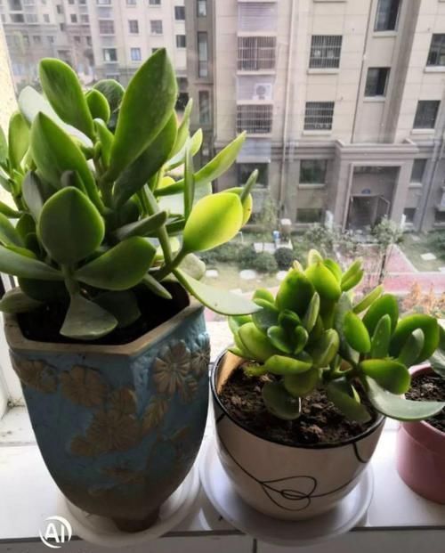 养了20年的玉树,杆子比大腿还粗,满树白花跟下雪了一样