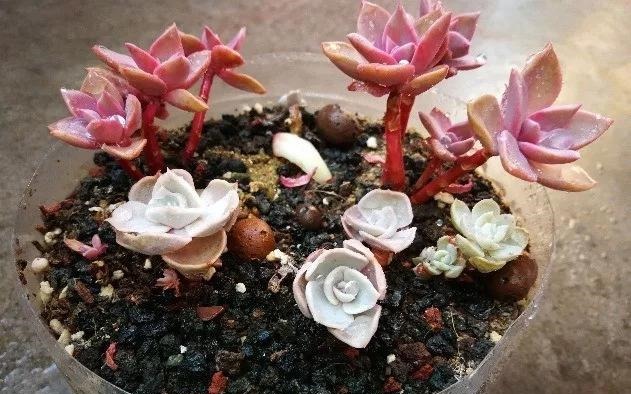 只要家里有油桶,就不用花钱买花盆!多肉种在油桶里,叶子胖嘟嘟