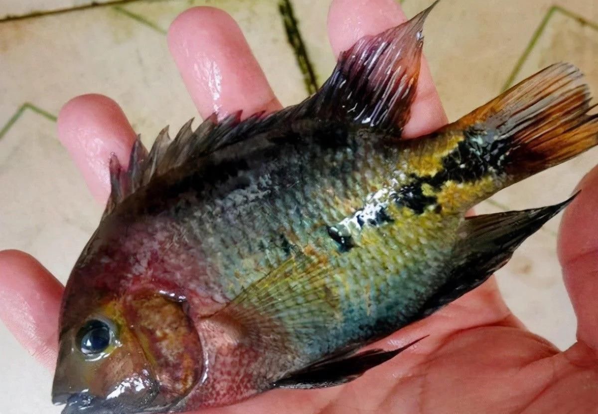 小伙钓鱼，鱼钩一沉以为是个大家伙，拉起钩来却从来没见过