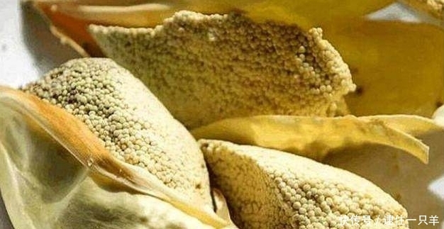 植物|这种植物开花就像鱼子酱一样,因为它天生地养,在农村也非常难得