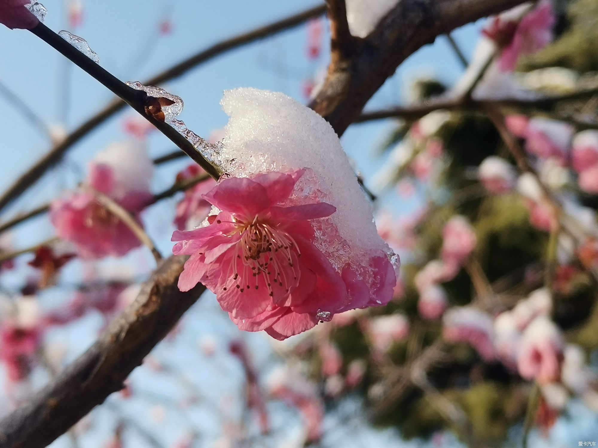 老年|【爱卡踏青季】踏雪寻梅