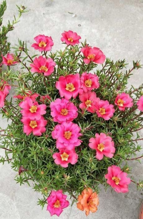 急性子的人就养此4种花，掐个枝条插土里，当年就开花早看早知道