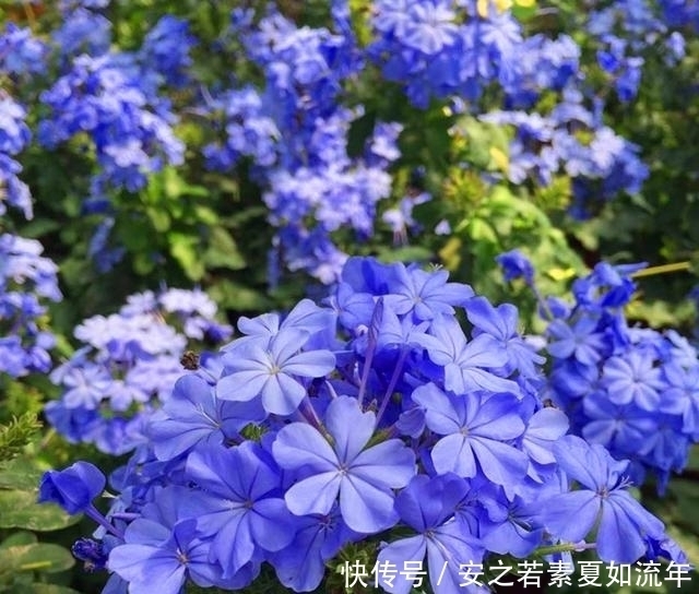 阳台|这5种花很好养,浇水就行,有阳光就爆花,阳台变花海!