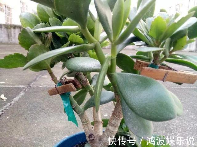 教你1招,让“长寿花”秒变老桩,开花越来越多,养好能做盆景