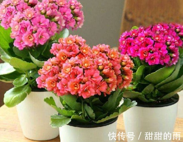 养护“长寿花”,生长不旺盛,原因在这里,此“溶液”作用很大!