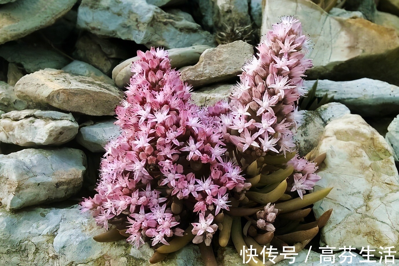 观音莲|开花会死的多肉名单,你家要有养,看见花箭就“给一刀”