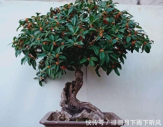 什么发财树、平安树,都不如“2种树”,养成老桩后,很值钱!