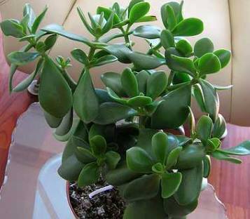 公公在花盆垫点它，玉树蹭蹭疯长，叶片肥厚翠绿欲滴！