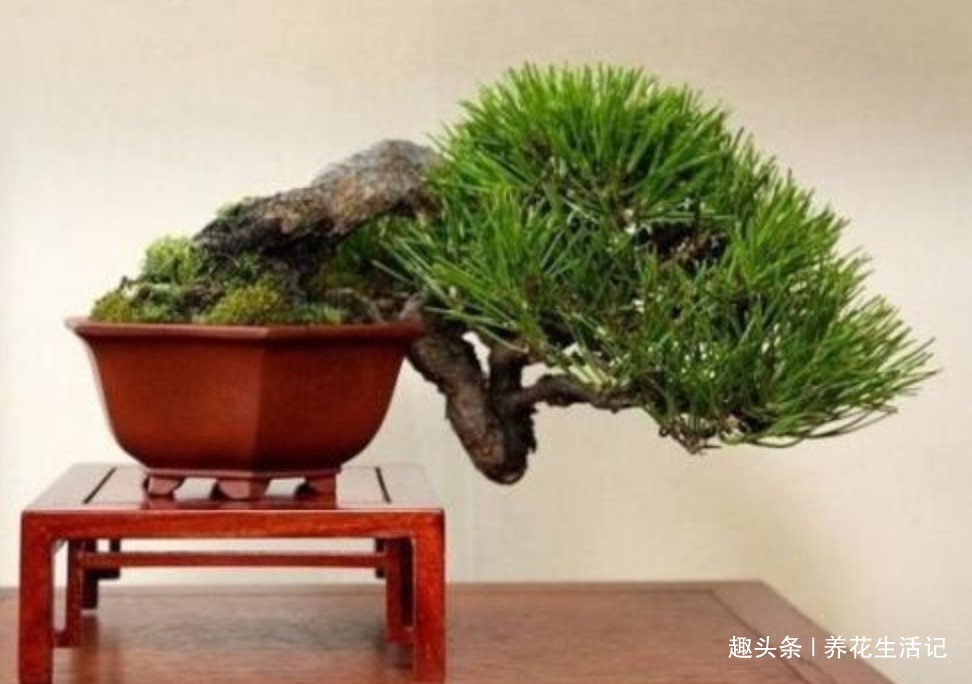 黑松盆景不发芽,做好“4个”主环节,生长旺“出芽”率高!