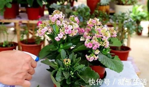 长寿花开完花后,给它做3个“小动作”,还能再开一茬花