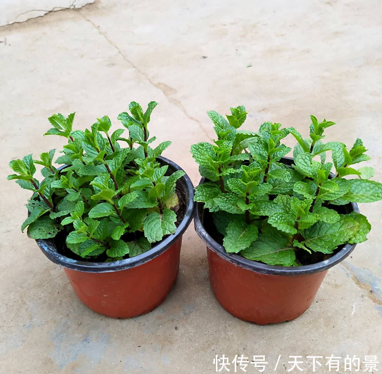 室内可以养的芬香植物,看看这5个品种,你养过吗?