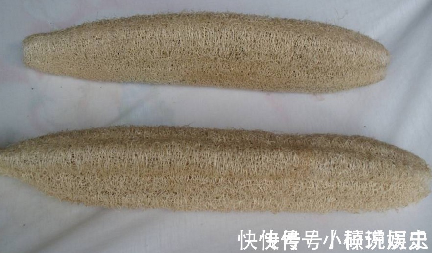 药用价值|这种农村的植物,被农民当成刷碗布,没想到还有这么高的药用价值