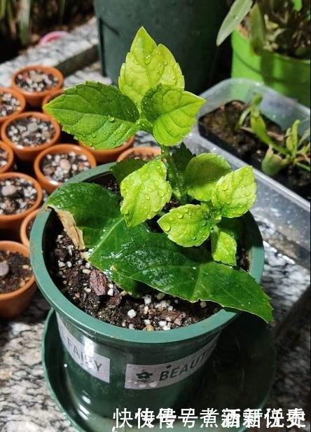 扦插最佳时期到了,有这花赶紧插,沾土就能活!