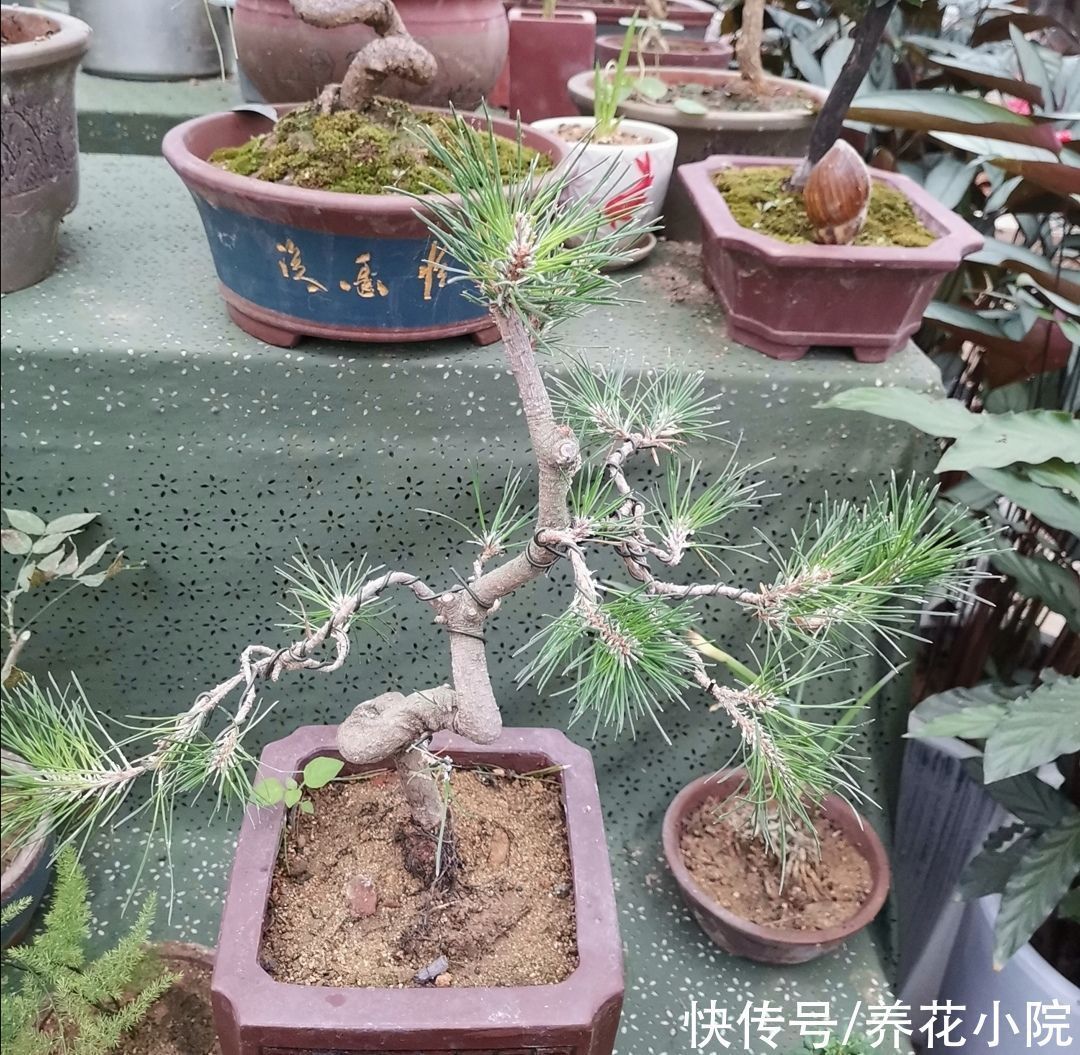 盆景不用买，5种常见的树，做成盆景漂亮又美观