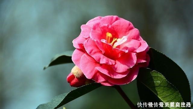 空气湿度|茶花掉花苞的原因,藏在一句“顺口溜”里,古人的经验,值得借鉴!