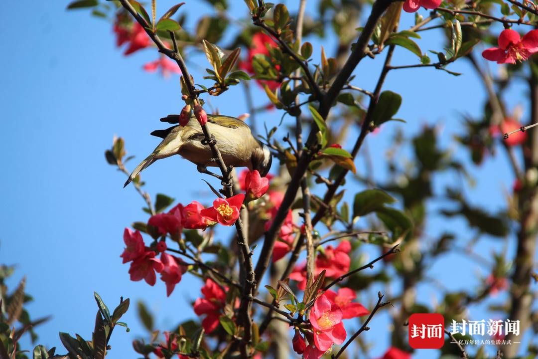 成都|踏春赏花去哪里？这份指南请收好 成都首次发布公园城市春花观赏指数