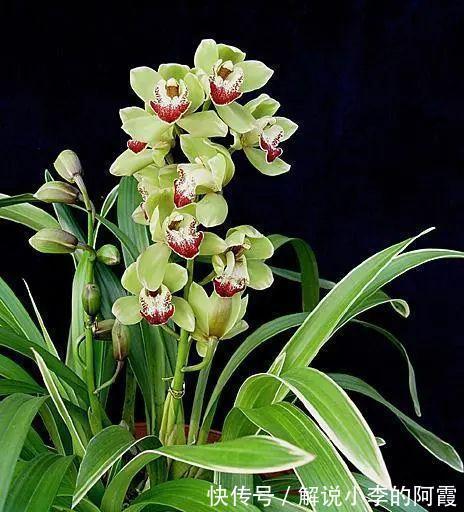 替兰花分株怕伤其根系，采用“不分盆”方法，新手也可轻松驾驭！