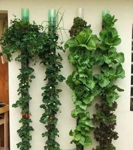 植物|没地种花种菜,没时间浇水几个塑料瓶就能解决,DIY变废为宝
