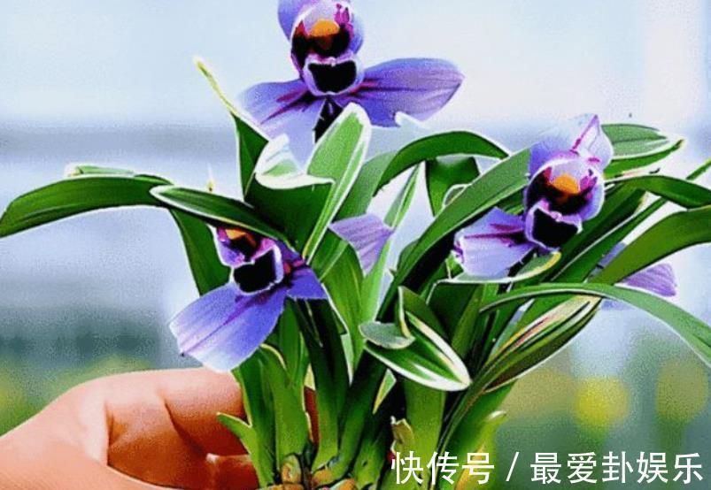 土壤|养兰花用什么植料好?给你分享几个小技巧,简单实用长得壮