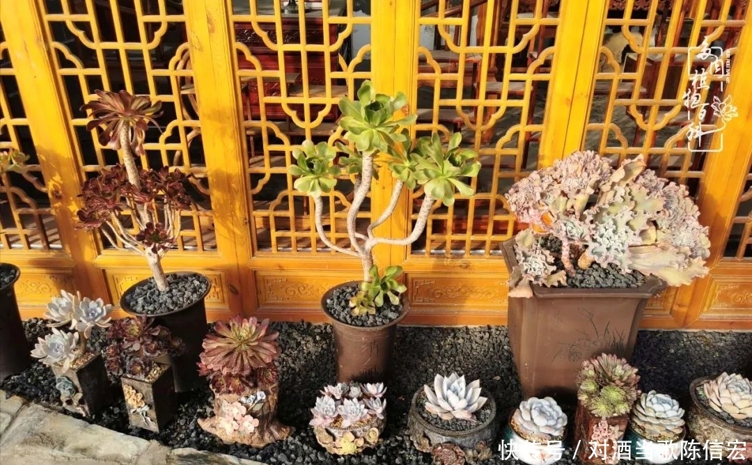 多肉桃花源:别人笑我太疯癫,我笑他人看不穿!