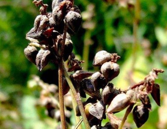 苦荞|溶栓药的“帮手”被找到,每天坚持吃,血管有弹性了,血栓没了