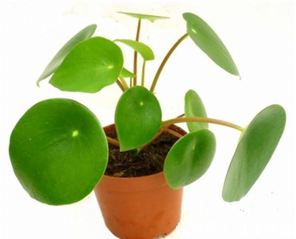 养花试试这几款,吊起来,它会长成一株非常美丽的瀑布藤蔓