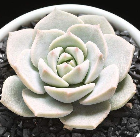 夏天适合养的多肉植物，没事试试这“几种”，省心也好养