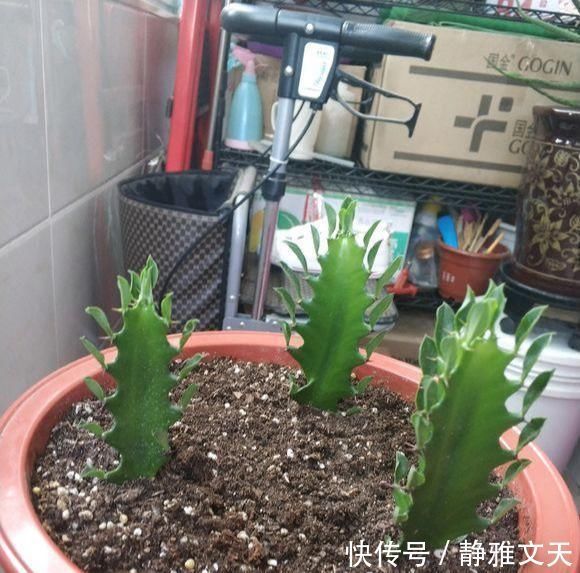 虽然带“刺”,却是好宝贝,养在家中可以镇宅,能净化室内空气