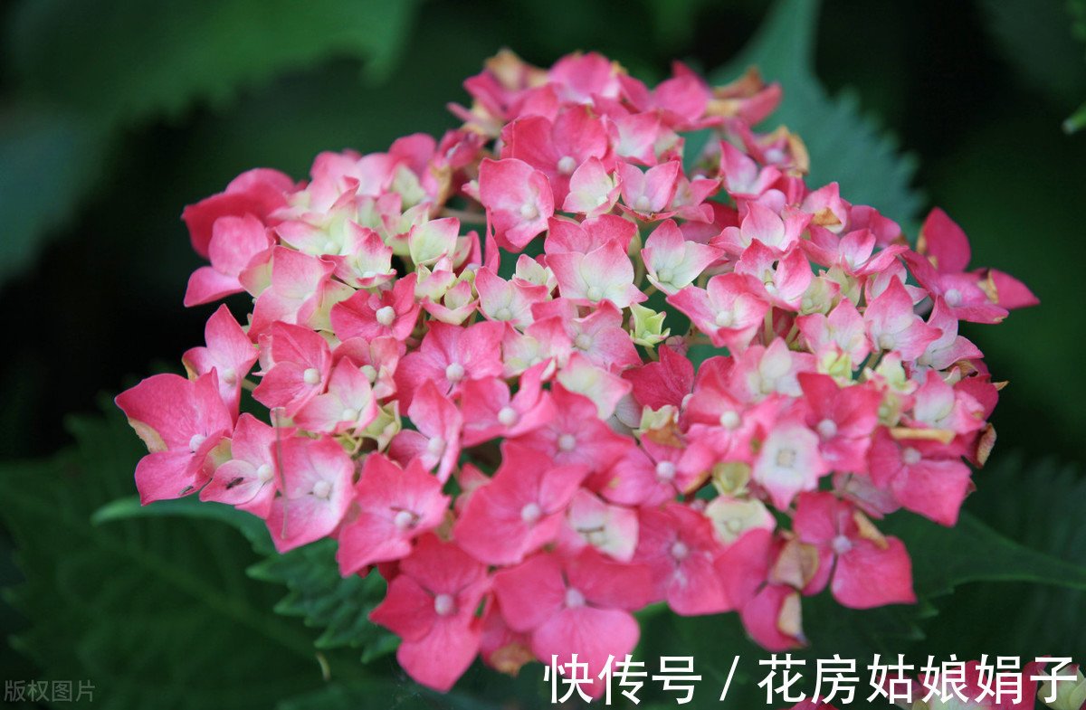 盆栽|盆栽花卉如何度过42天的三伏天？记住5个要点，安全度过三伏天
