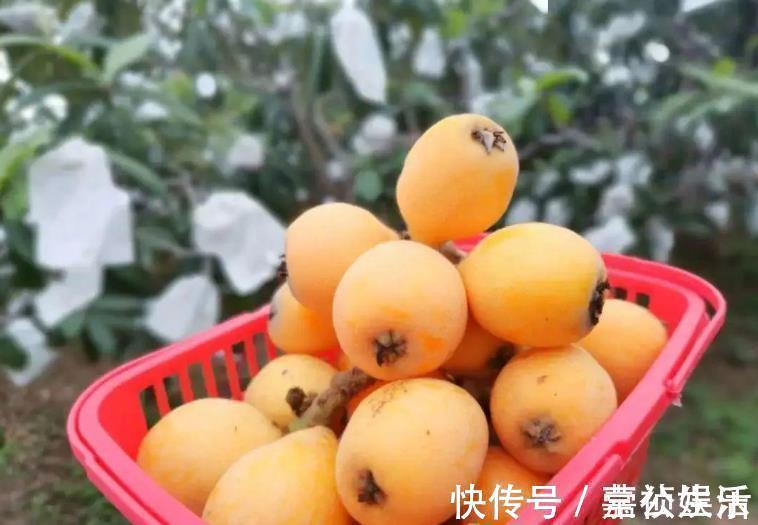 多汁|干咳的人多吃枇杷,买时别在意大小,记住4点,核小肉多汁水足