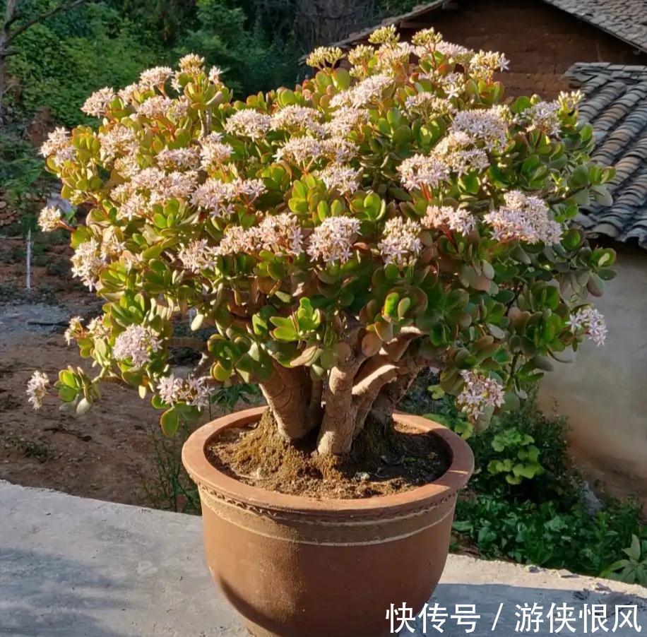 天气冷气温低,这些花要干养,少浇水才不易受冻和烂根