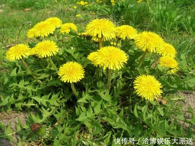 散结|蒲公英的三个“最佳搭档”,坚持喝1个月,肝变净了,胃也好了