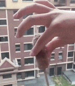 |搞笑GIF:大哥看你再有钱,也改不掉以前落下的职业病啊