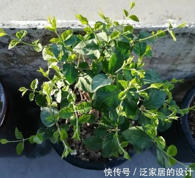 茉莉有“三怕”,入春顺着习性养,催出一圈苞,清香宜人大半年