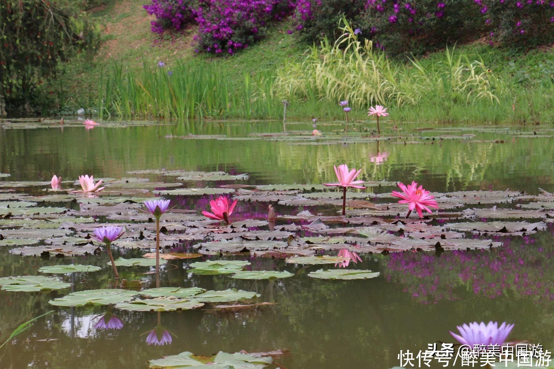 中年|探访东莞植物园，骑行徒步赏珍稀植物，免费开放