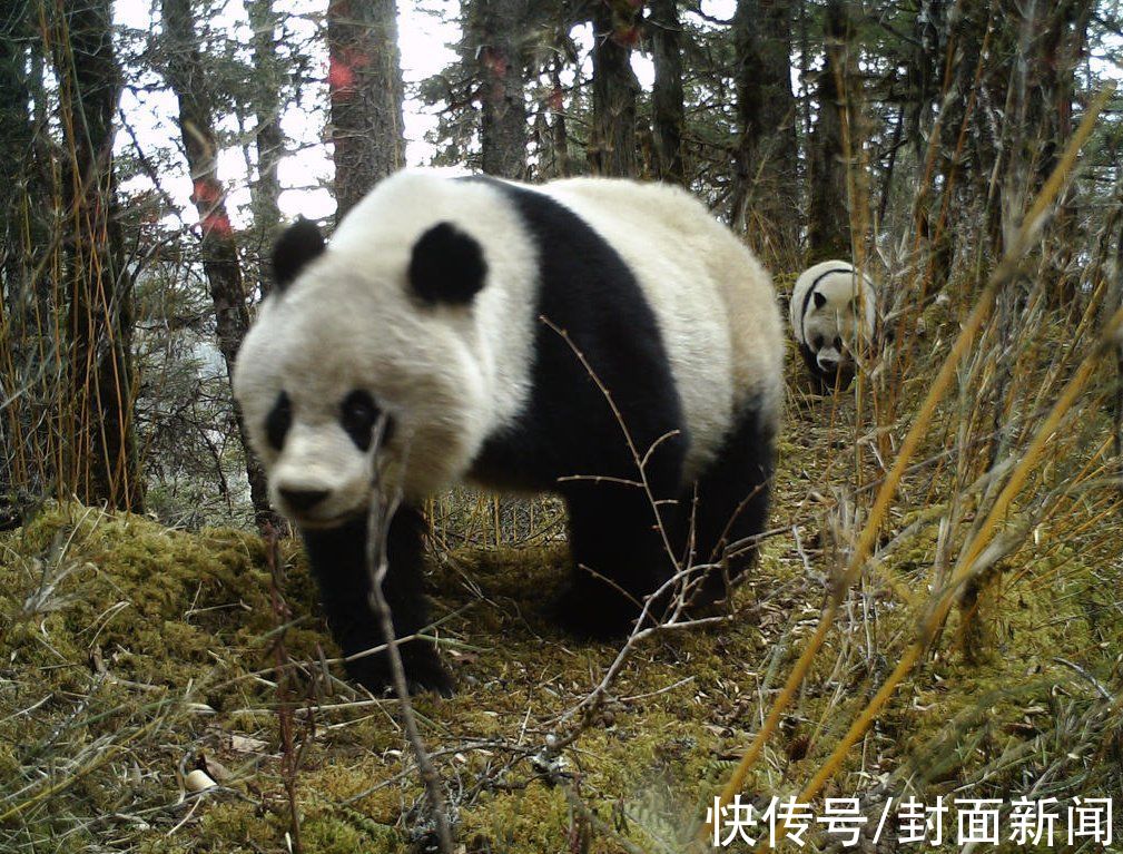 大熊猫|探访黄龙景区：万物皆有灵“人间瑶池”里藏着生物多样性之美