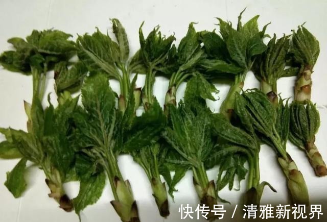 炒菜|饭桌上不常见的野菜,吃过的人是少数,农村人才认识!