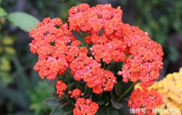 还在花钱买花遇上“6种花”掐根枝回来,插到土里就活,很简单