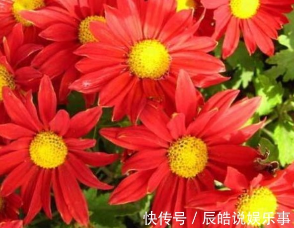 新手养花,不如养盆花中精品“小红菊”,花色红艳似火
