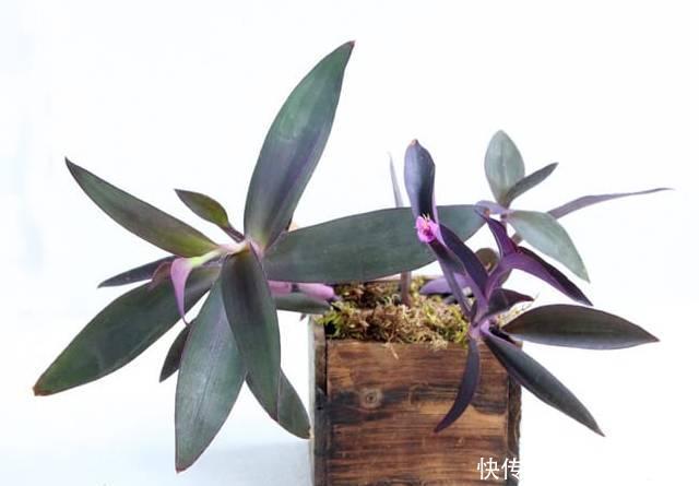  养花|12种净化空气非常棒的室内绿植，养花新手都养不死的植物