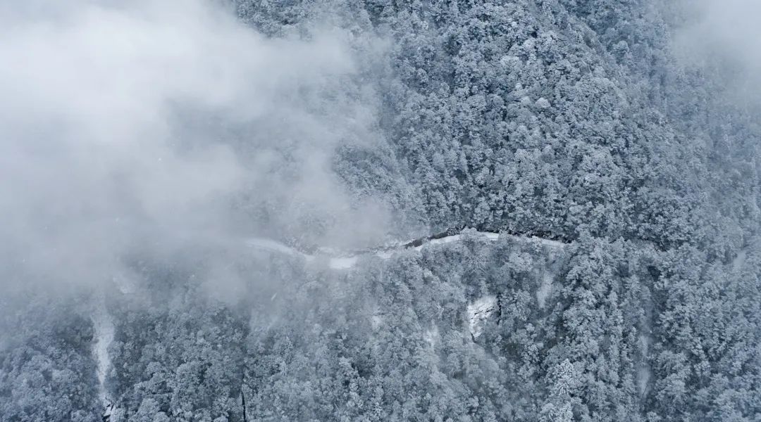 一夜之间|赏绝美雪景，邂逅野生小动物！