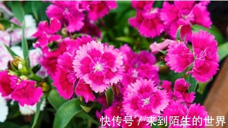 养花试试此4种花，花大色艳很漂亮，颜值超高的