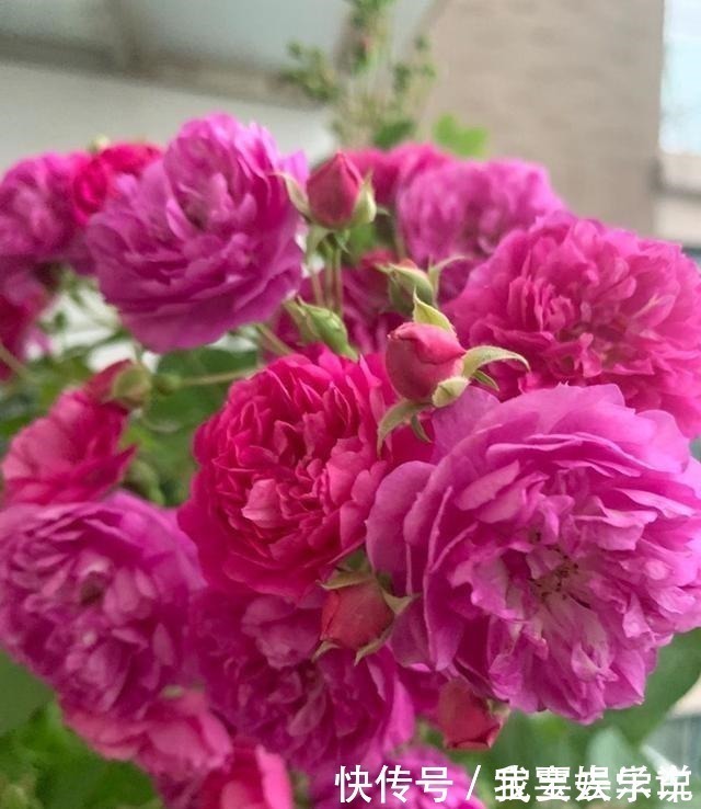 甜蜜马车|家里有这种花太赚了，一年四季开花不断，还能香飘满室！