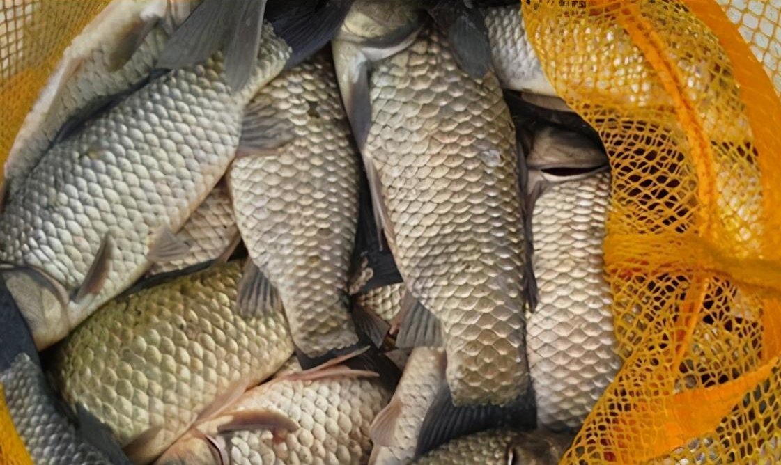 如何搓饵可以帮你钓鲫满满？小小搓饵，有大大的学问