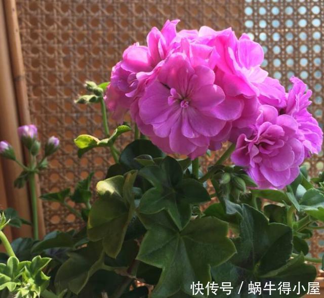 开花|天竺葵冬季想要开花,现在给它做“4步”,花苞蹭蹭冒出来