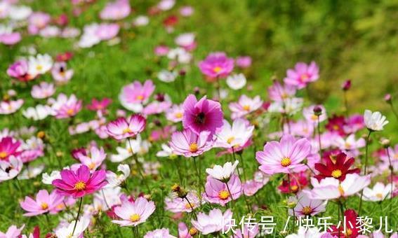 喜宴|生肖虎:22年天大的喜宴等着你,好运连连,自己偷着乐吧