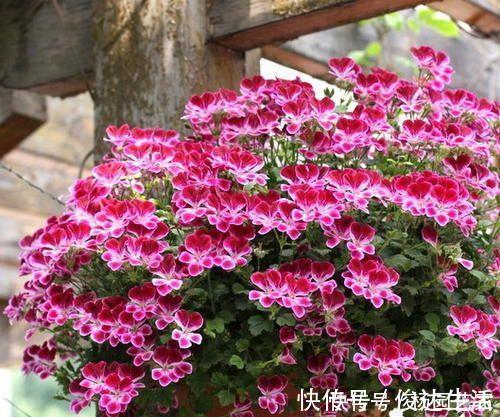 什么羊粪、有机肥都不如1种小粉末，养花喂一勺，开花量翻倍！