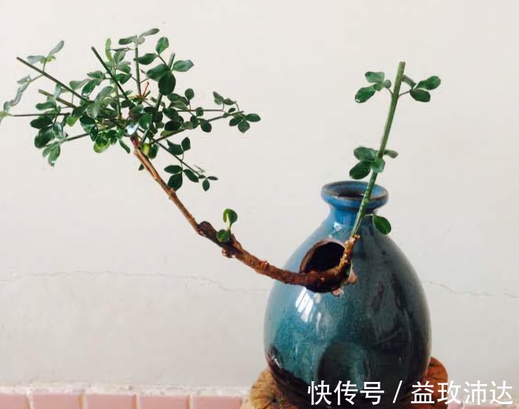 这些“花盆”真漂亮,创意十足还不花钱,“破烂”可别再扔了