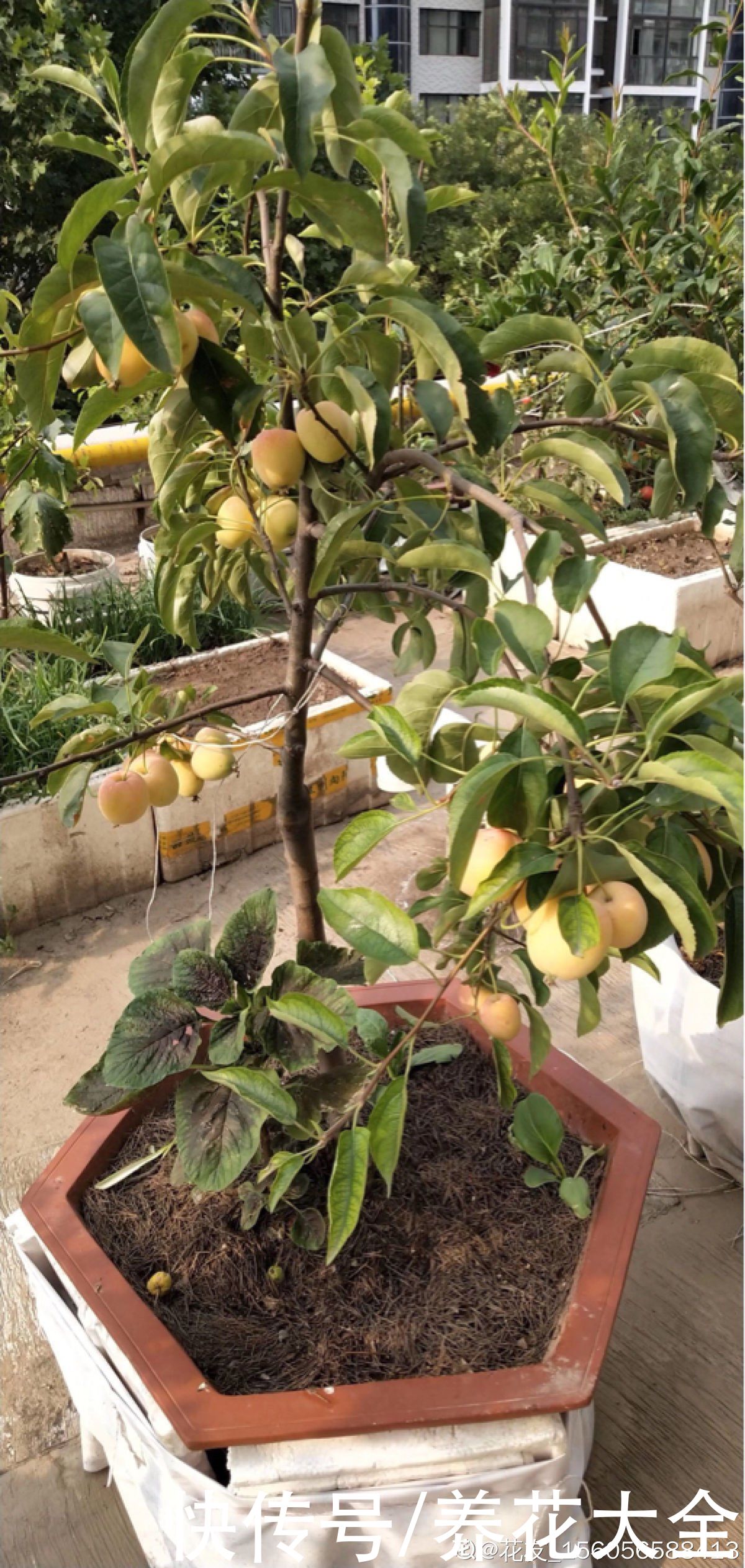 修剪|1棵苹果树,学会这6步,变成“高级”盆景