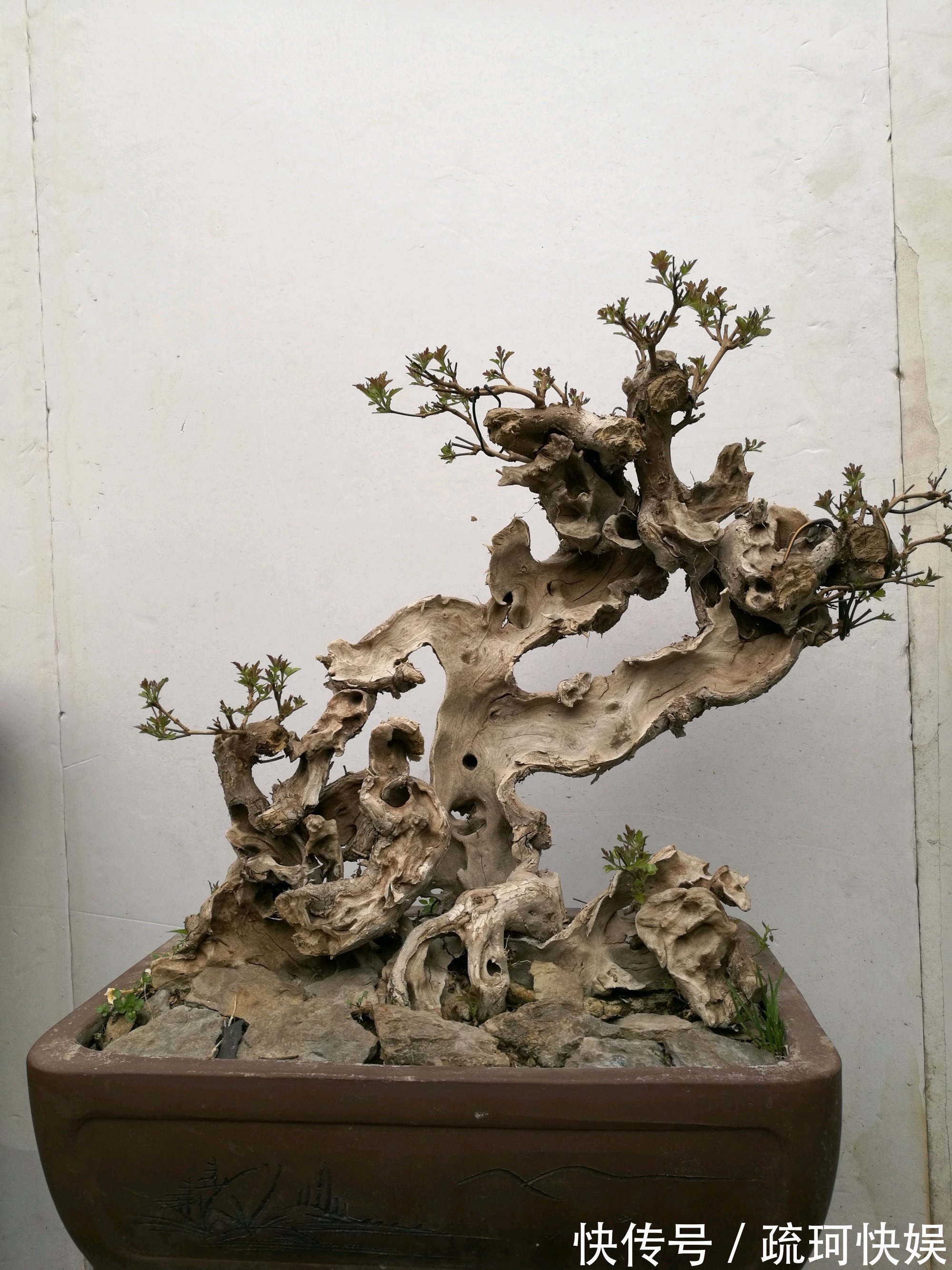 黄荆盆景老桩根部刚萌发的新芽要不要抹掉生桩和熟桩有区别